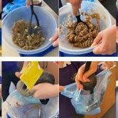 Poo-Experiment